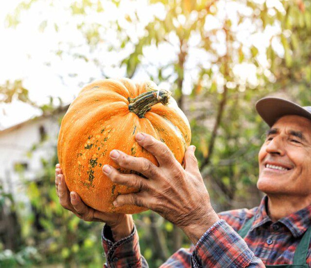 A senior man holding and looking at a pumpkin