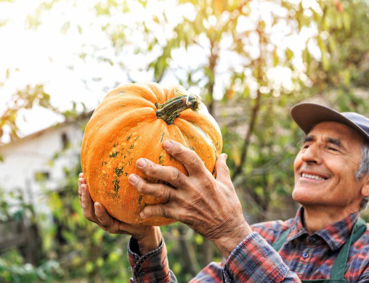 A senior man holding and looking at a pumpkin